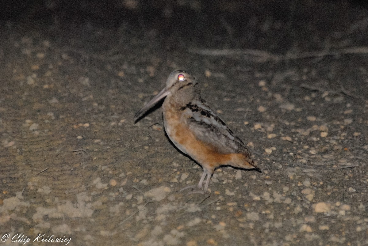 American Woodcock - ML185070011