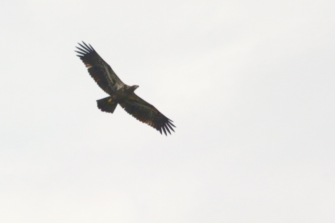 Bald Eagle - JoAnn Dalley