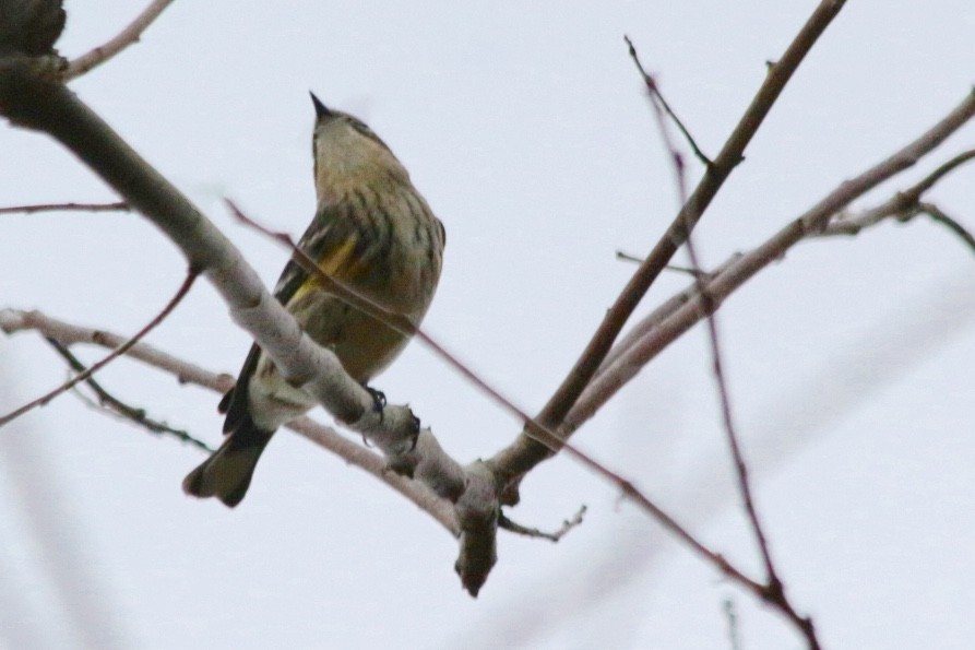 Yellow-rumped Warbler (Myrtle) - ML185070441