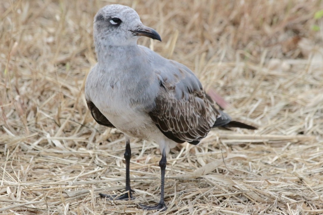 Laughing Gull - ML185070511