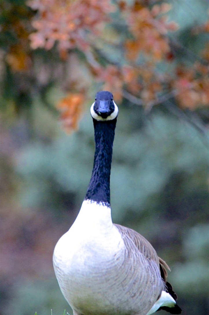 Canada Goose - ML185070601