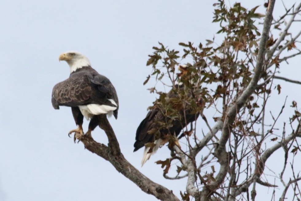 Bald Eagle - ML185070641