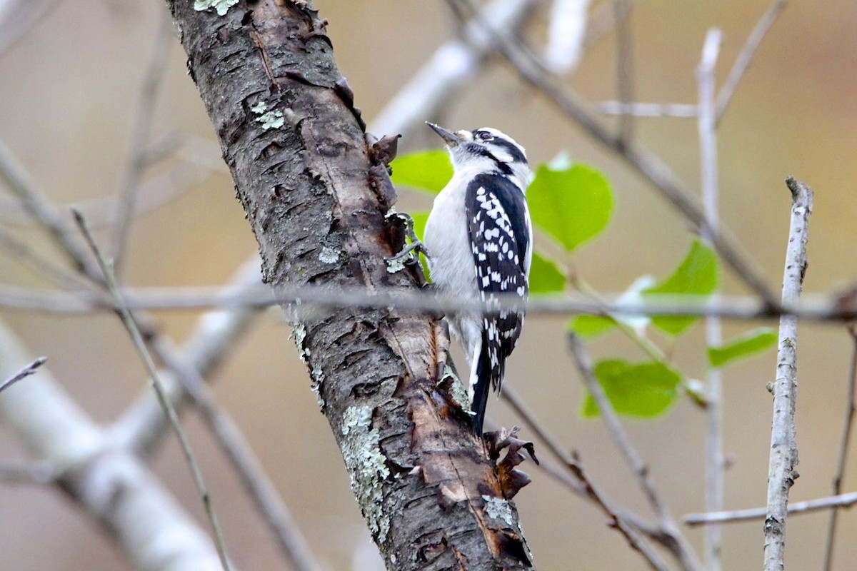 Downy Woodpecker - Vickie Baily