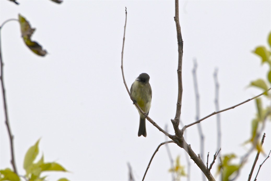 Eastern Phoebe - ML185070801