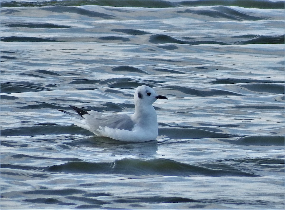 Bonaparte's Gull - Jordan Ragsdale