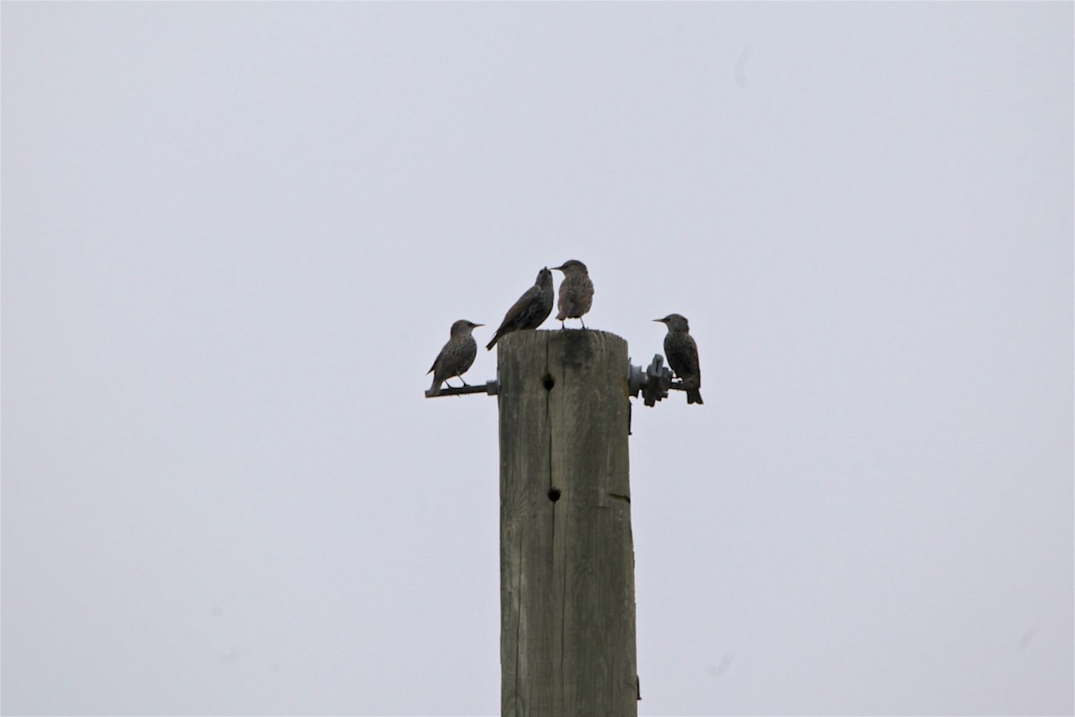 European Starling - ML185071031