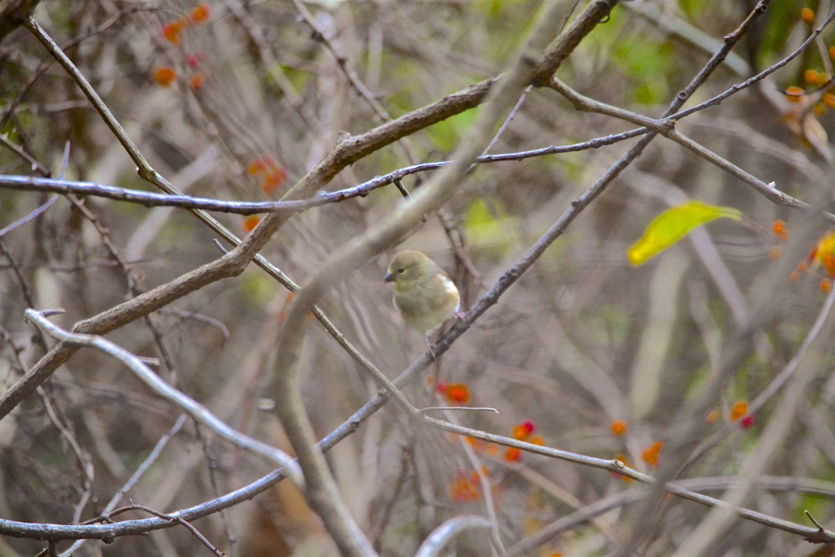 American Goldfinch - ML185071091