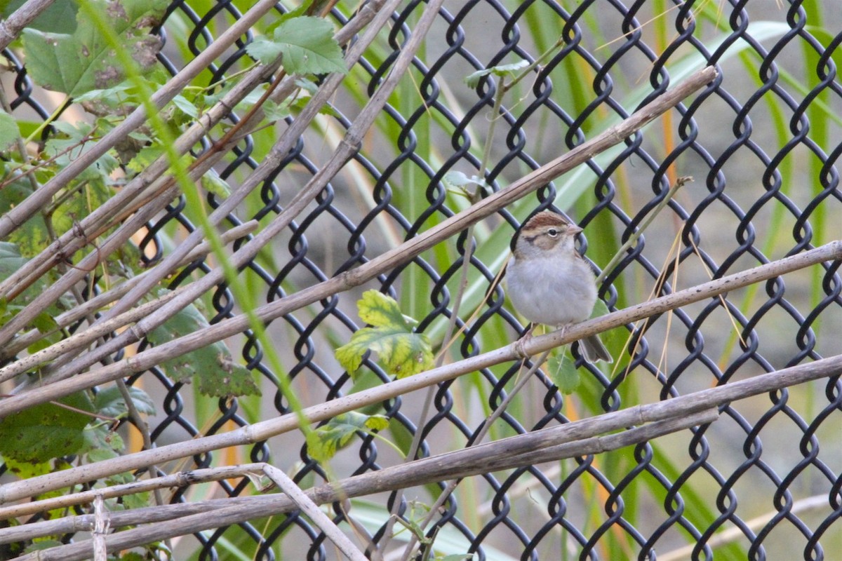 Chipping Sparrow - ML185071111