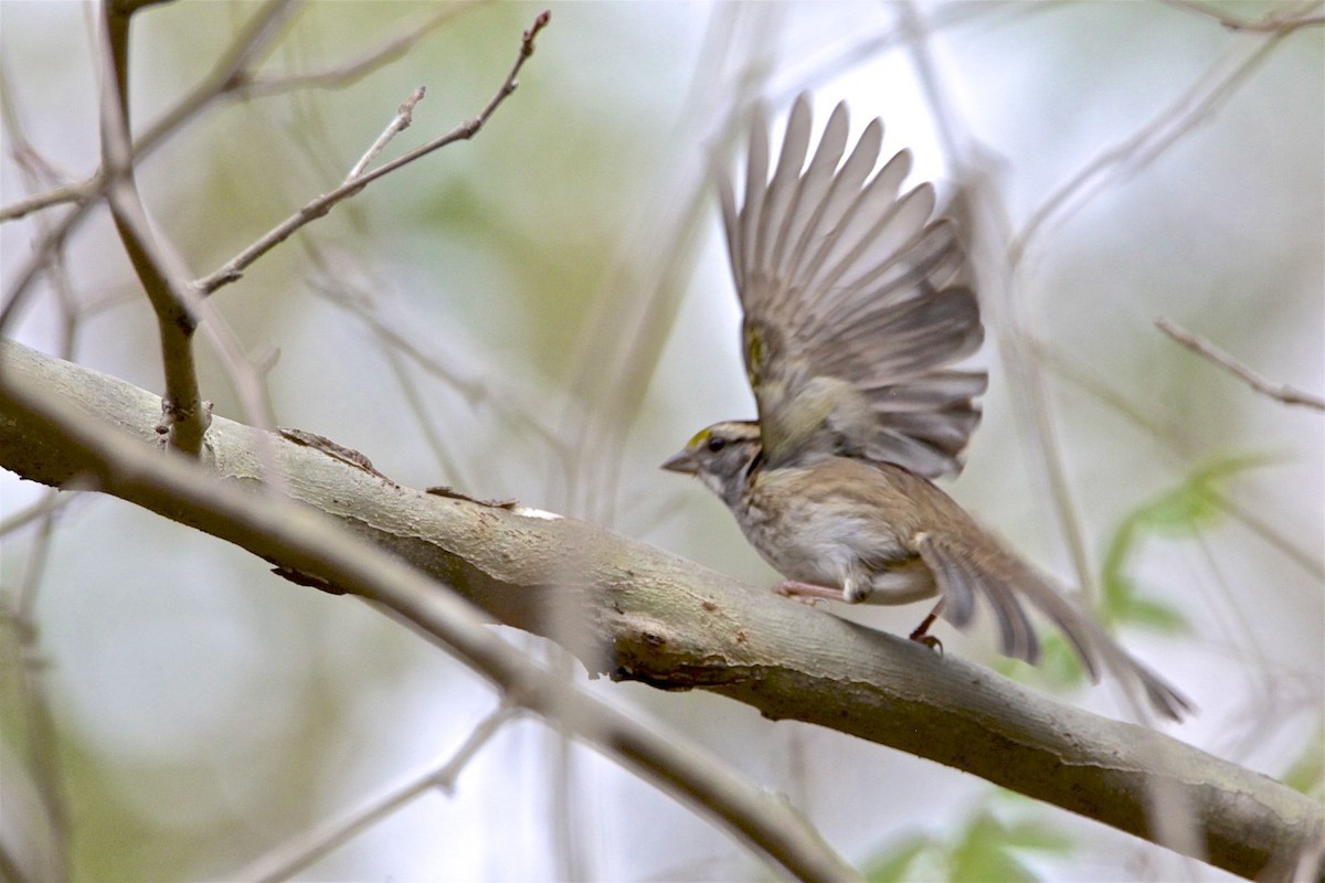 White-throated Sparrow - ML185071131