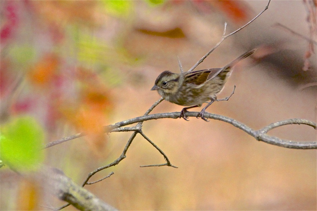 Swamp Sparrow - ML185071161