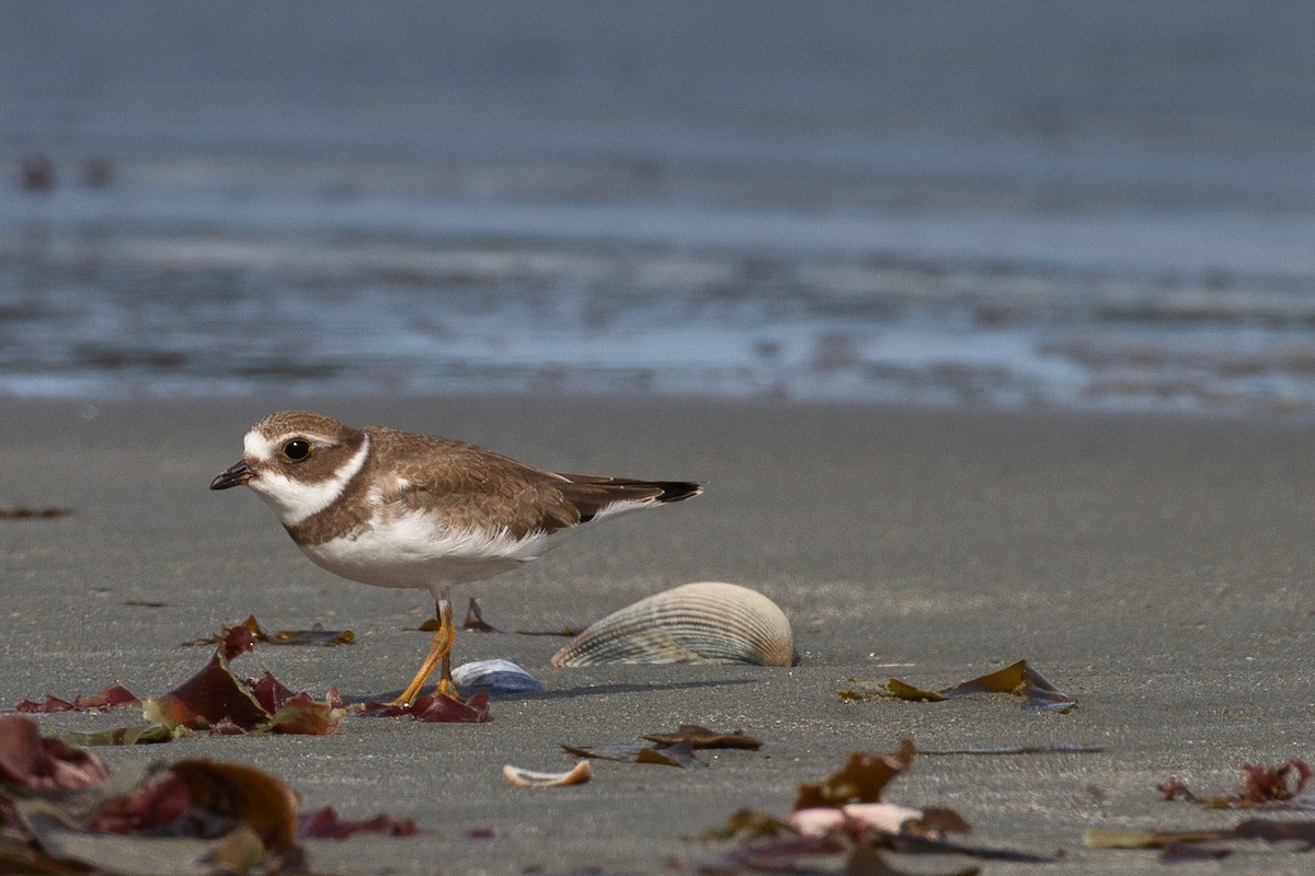 Semipalmated Plover - ML185072211