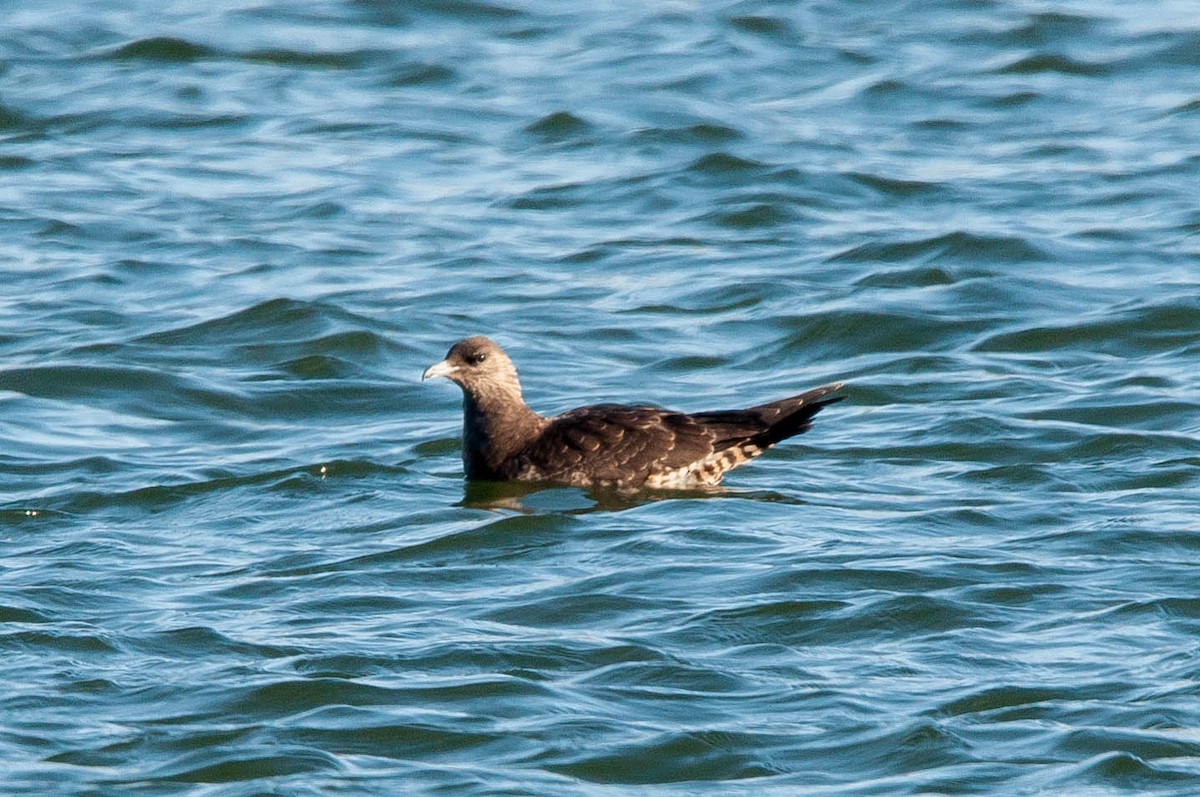 Parasitic Jaeger - ML185075891