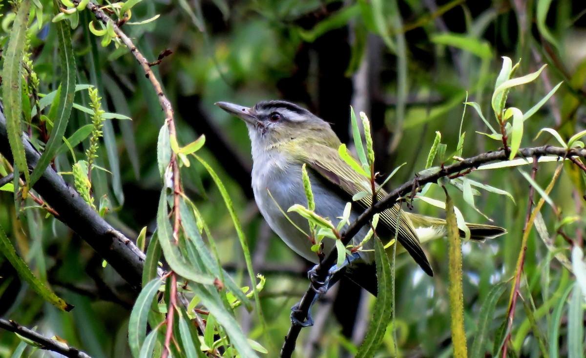 Rotaugenvireo - ML185076191