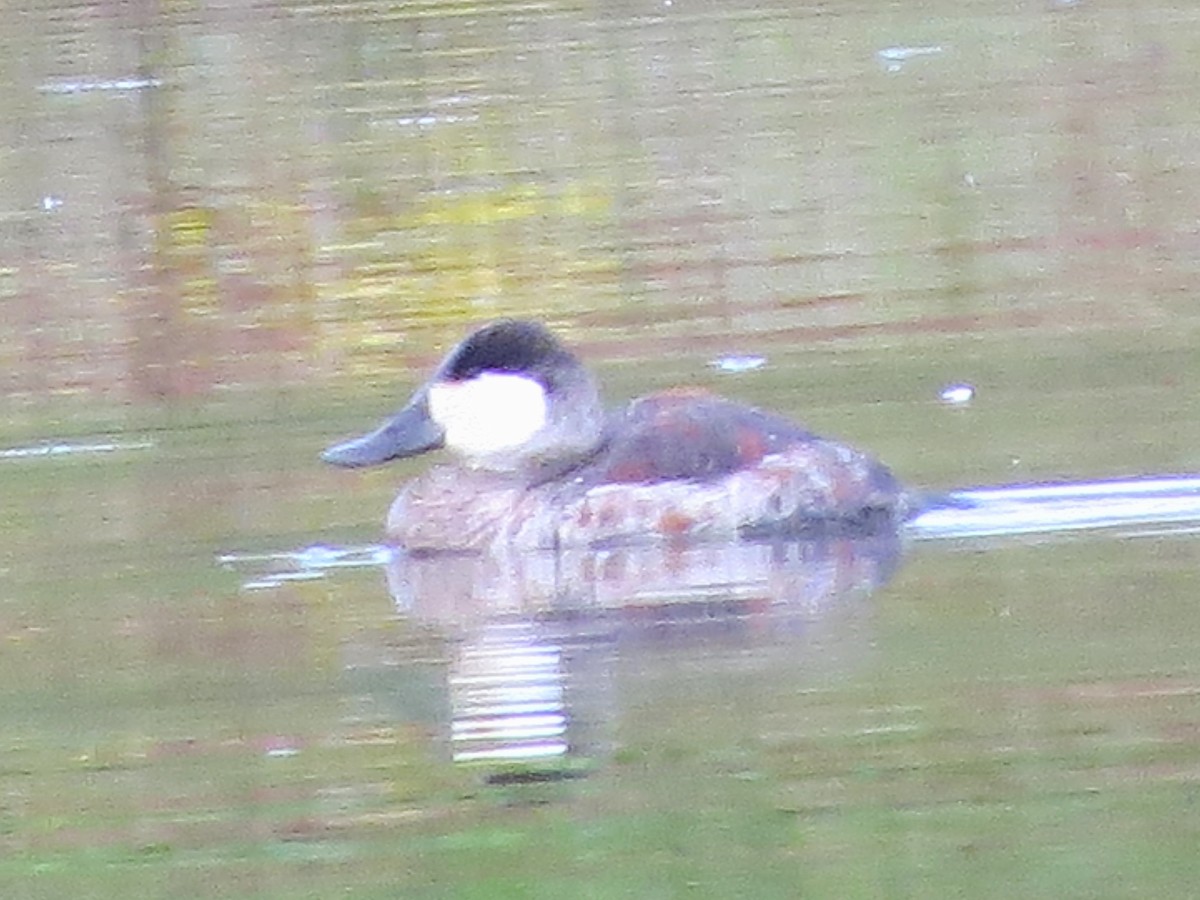 Ruddy Duck - ML185076201