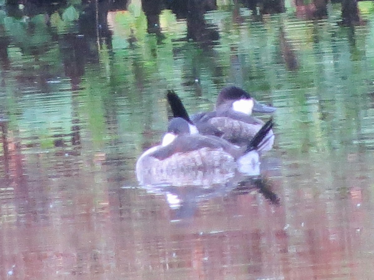 Ruddy Duck - ML185076211