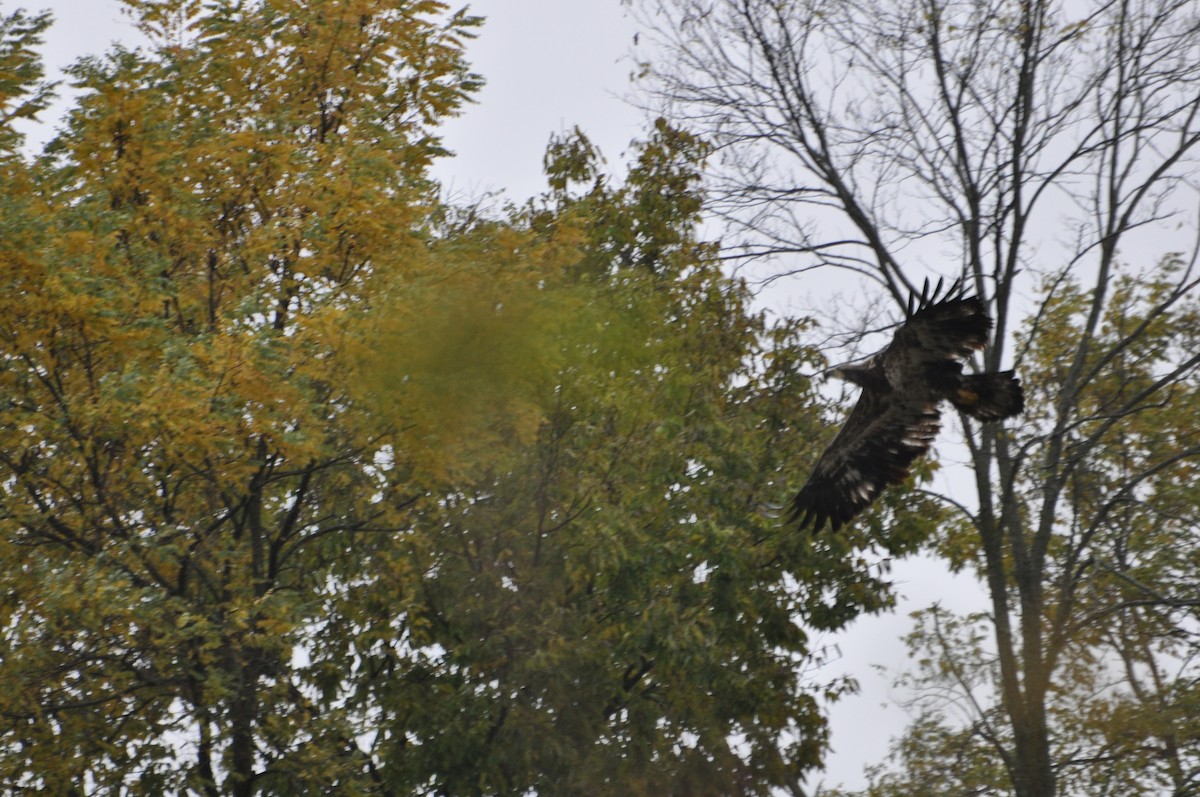 Weißkopf-Seeadler - ML185076221