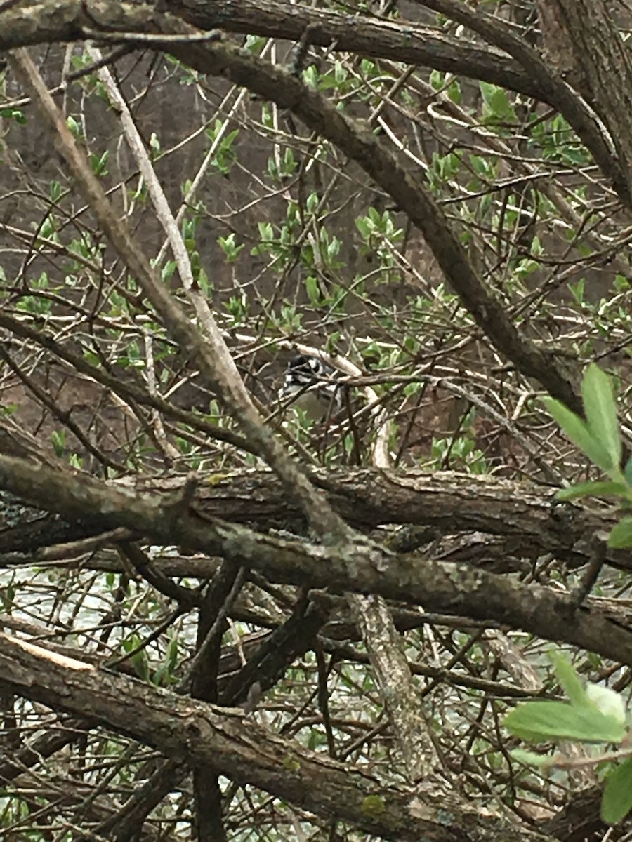 Black-throated Gray Warbler - ML185077281
