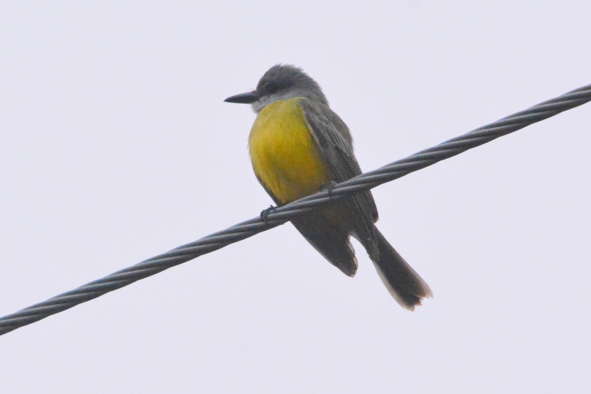 Tropical Kingbird - Anonymous