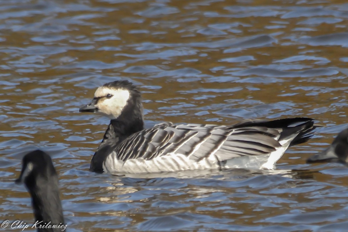 Barnacle Goose - ML185078311
