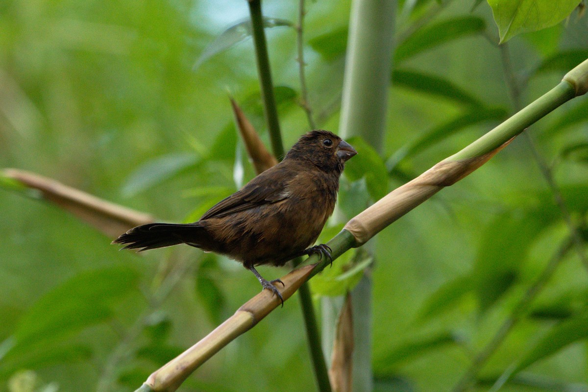 Thick-billed Seed-Finch - ML185078931