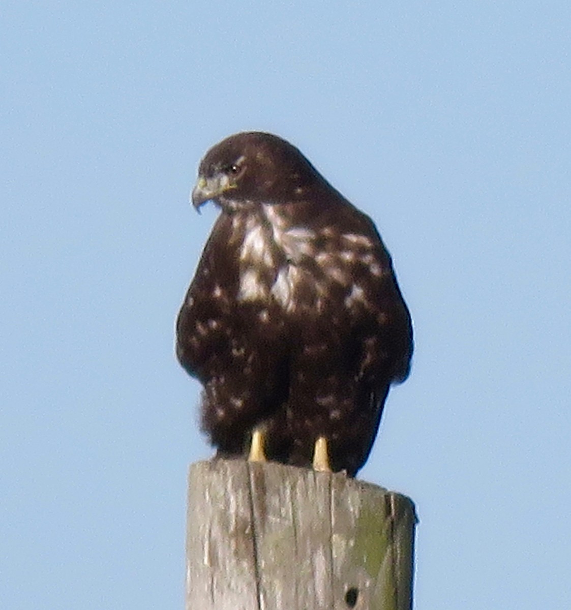 Rotschwanzbussard (harlani) - ML185079891