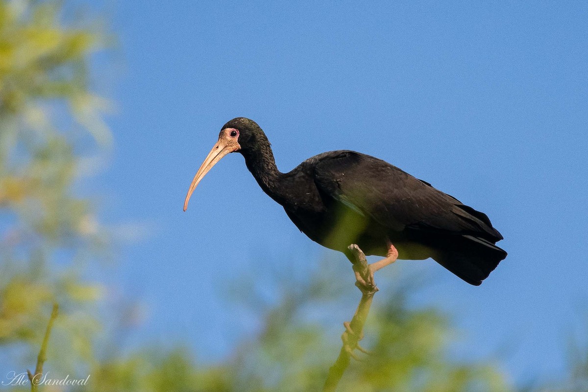 Bare-faced Ibis - ML185080931