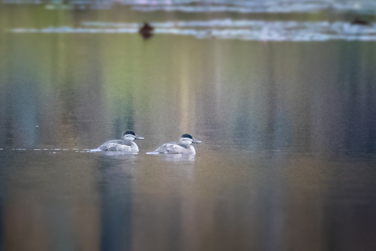 Ruddy Duck - ML185080941