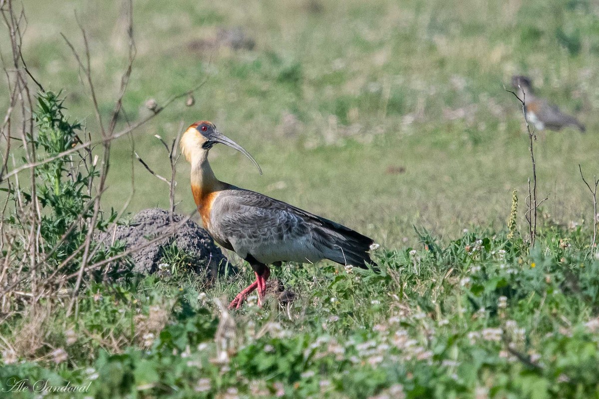 Buff-necked Ibis - ML185081051