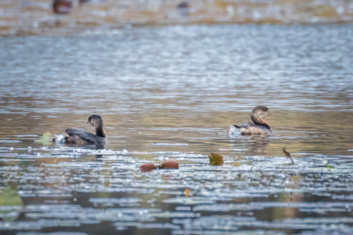 Pied-billed Grebe - ML185081061