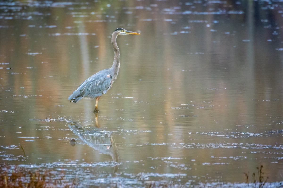 Great Blue Heron - ML185081161