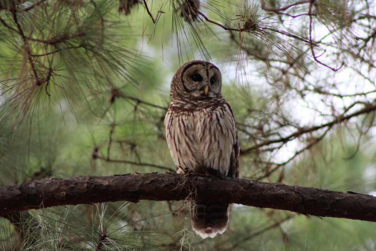 Barred Owl - Joanne Panek