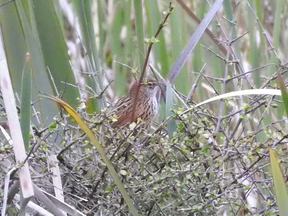 New Zealand Fernbird - David Riddell