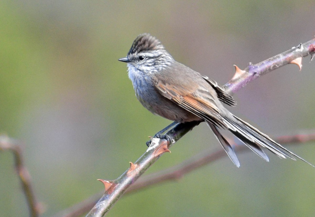 Plain-mantled Tit-Spinetail - Marcelo Pacheco Guajardo