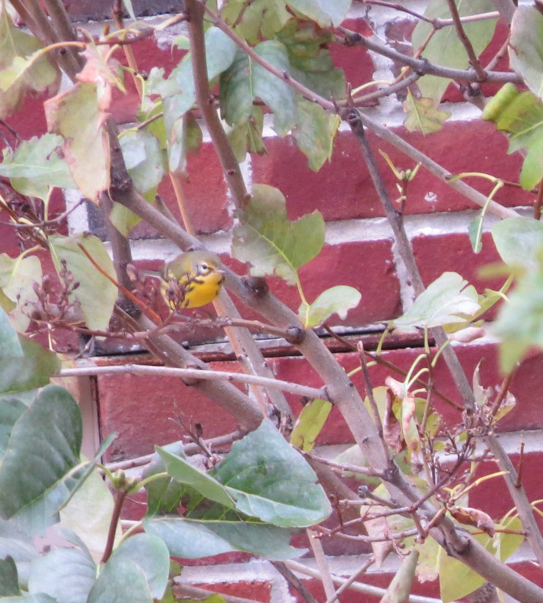 Prairie Warbler - shelley seidman