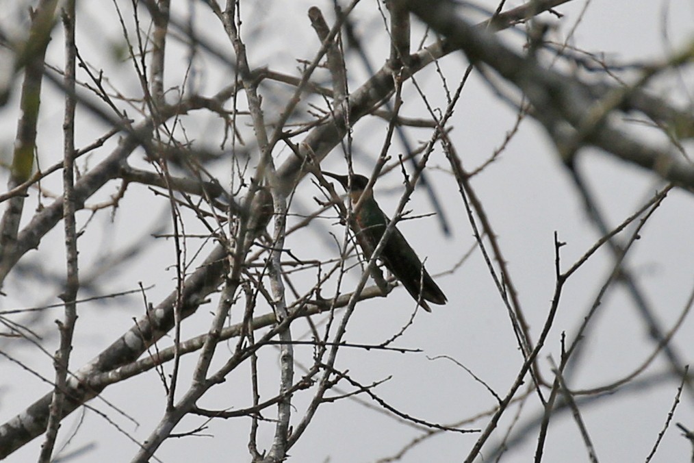 kolibřík lesklý - ML185088981