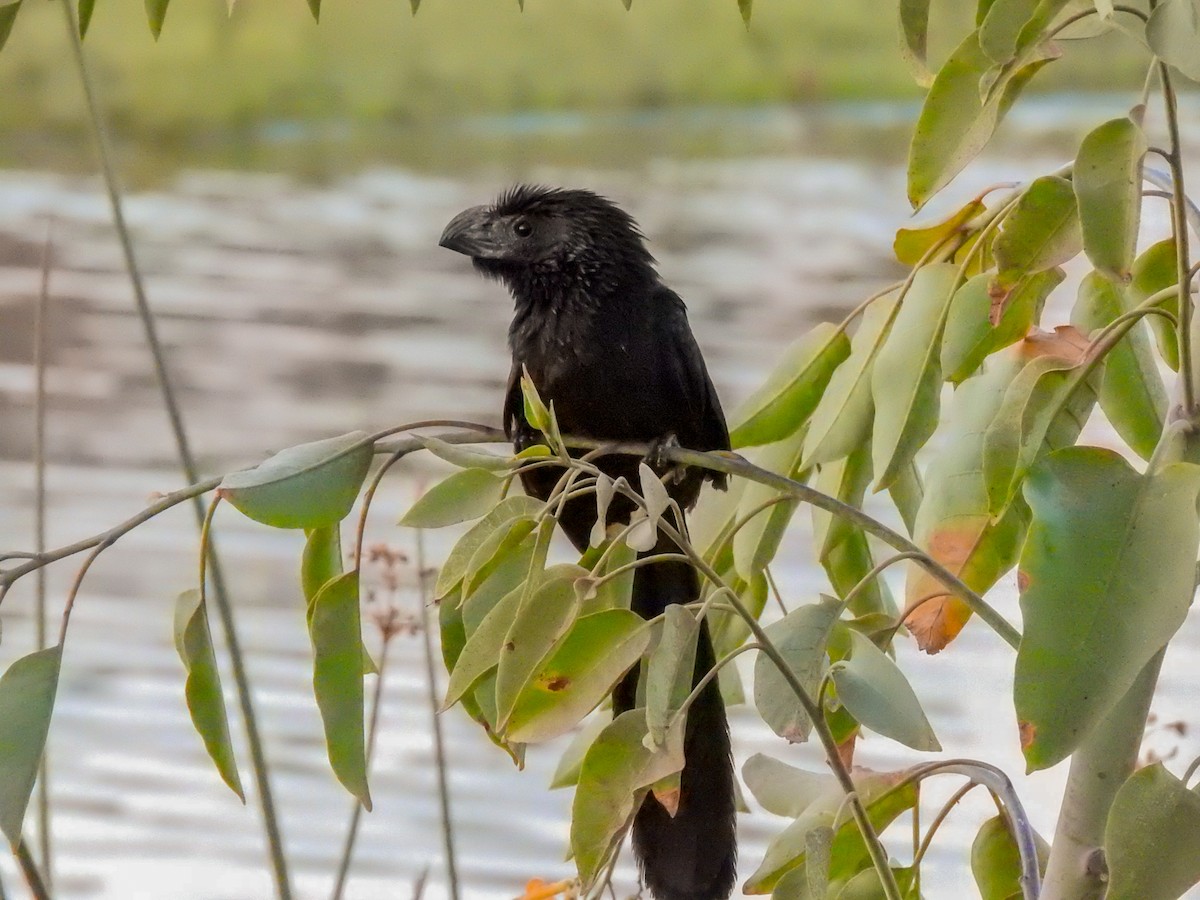 Groove-billed Ani - ML185088991