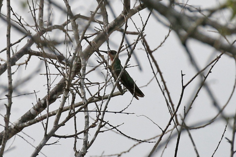 kolibřík lesklý - ML185089001