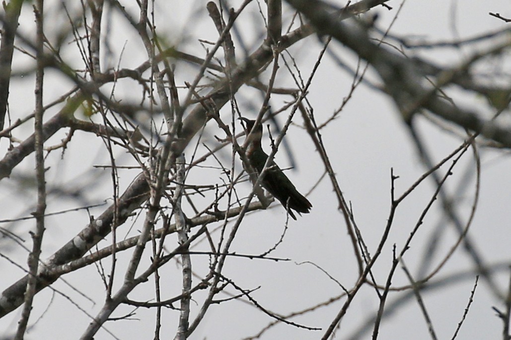 kolibřík lesklý - ML185089011