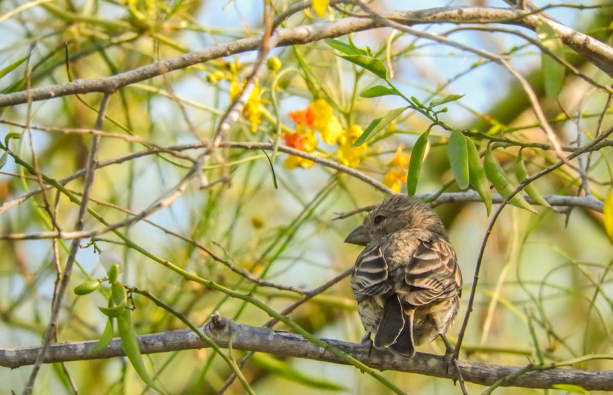 House Finch - ML185089071