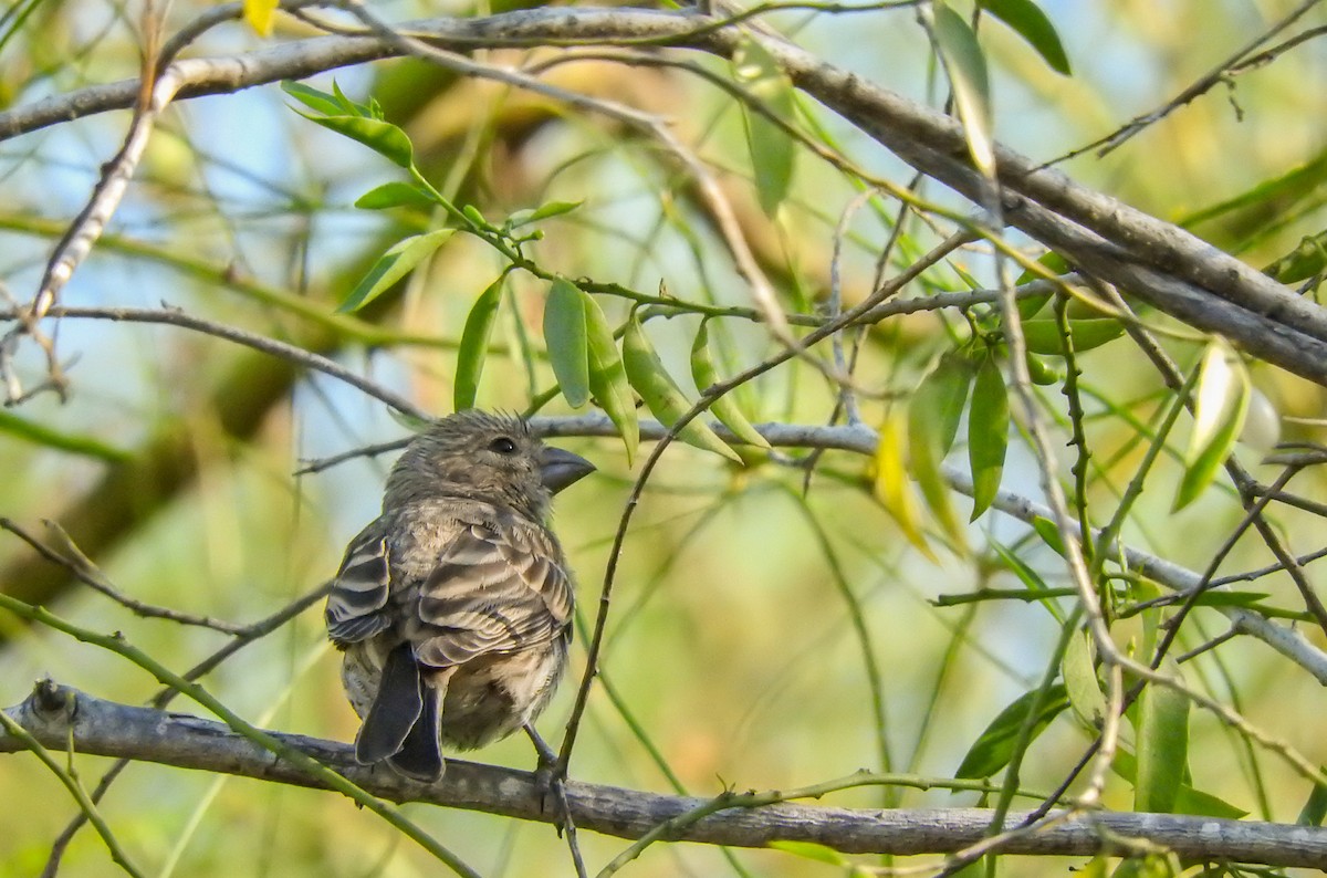 House Finch - ML185089081