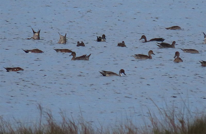 Northern Pintail - ML185090841