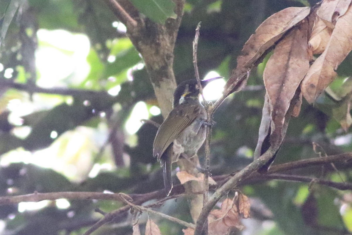 Obscure Honeyeater - ML185090881