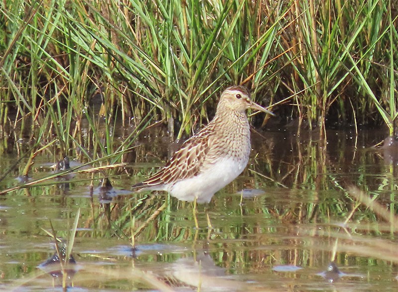 Pectoral Sandpiper - Karen Lebing