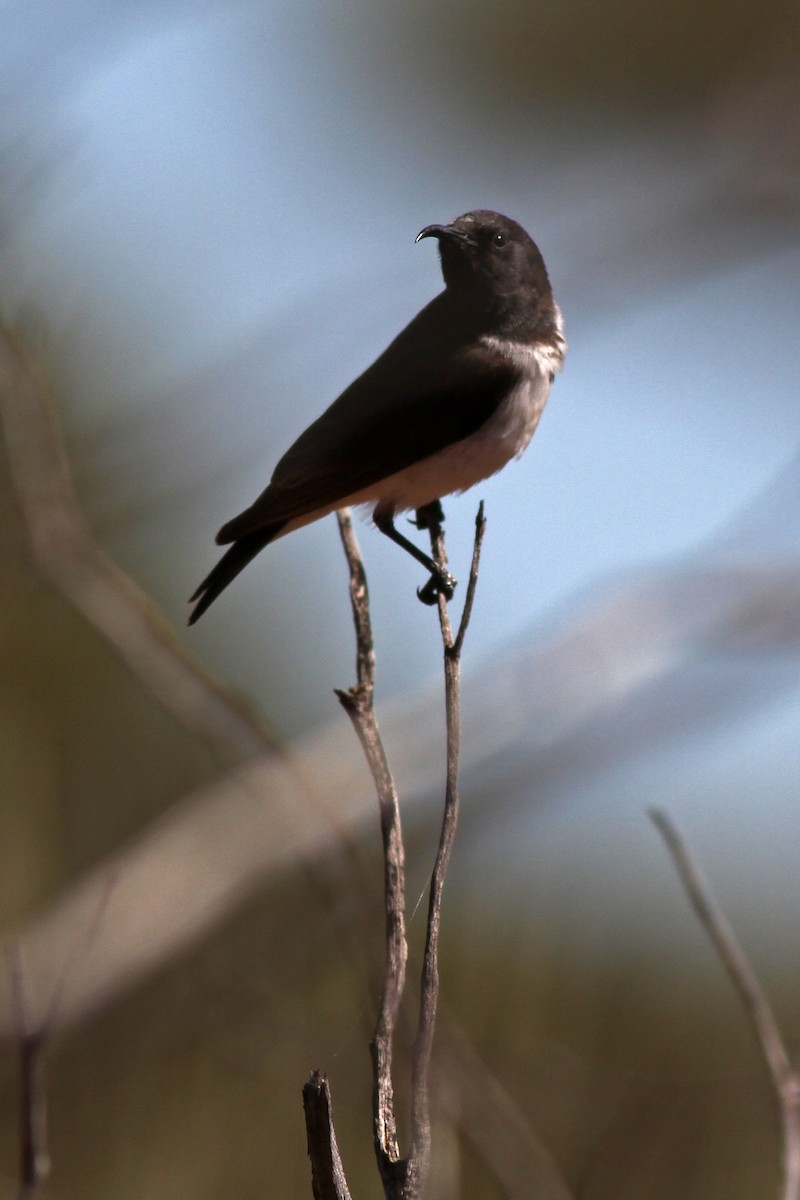 Black Honeyeater - Eliot Miller