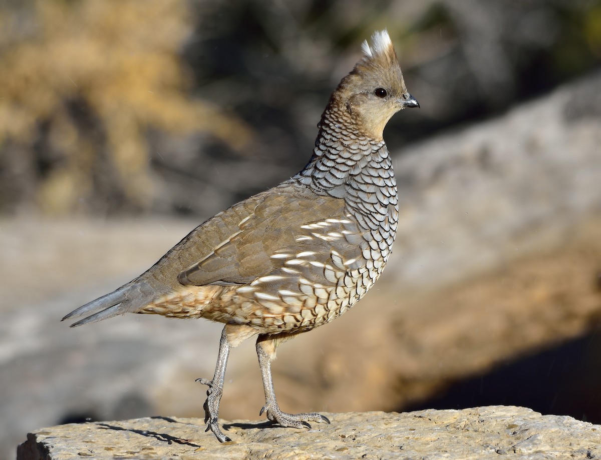 Scaled Quail - ML185092471