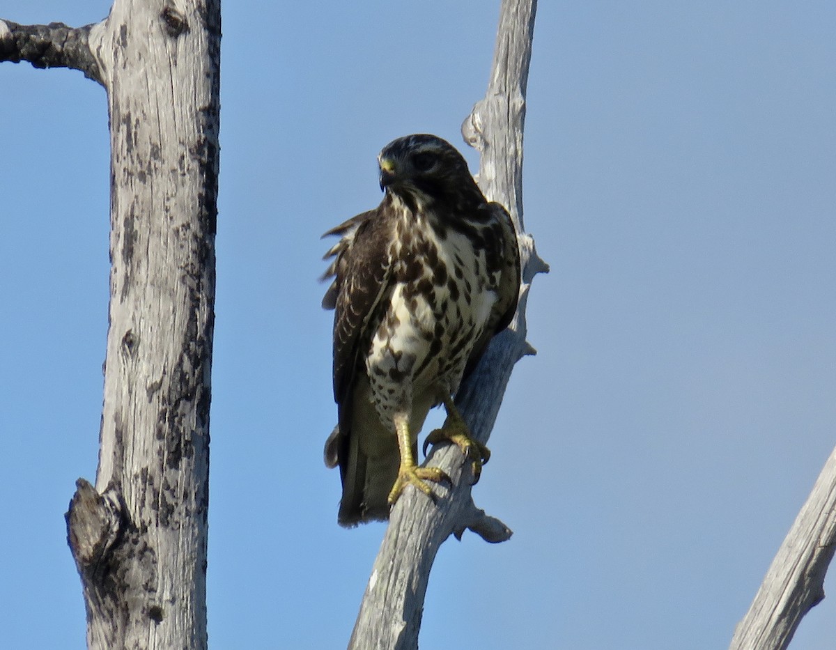 Breitflügelbussard - ML185092601