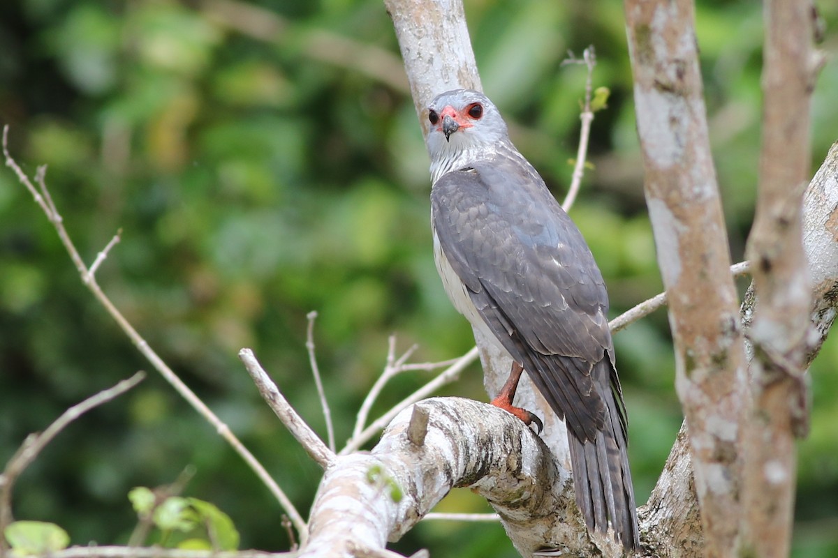 Gray-headed Goshawk - ML185092861