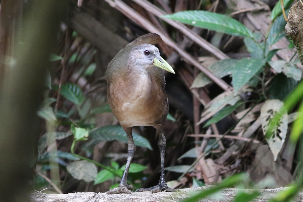 New Guinea Flightless Rail - Chris Wiley