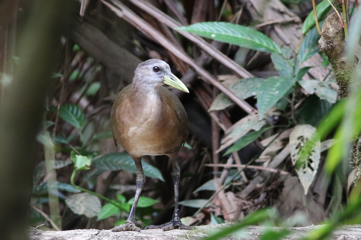 New Guinea Flightless Rail - ML185093061