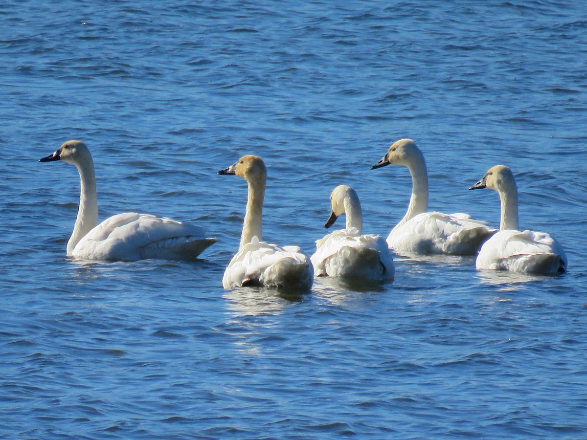 Tundra Swan - ML185094321